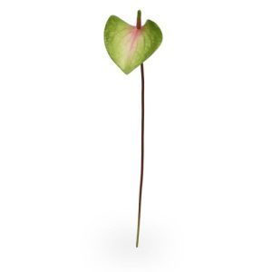 Deze schitterende kunst Anthurium steelbloem is net echt! De stengelbloem is opgebouwd uit een enkele steel met daarop de Anthurium kunstbloem met een blad van 10 cm lang en 9 cm breed. Het blad is gemaakt van een speciale latex soort. En mede door het reliëf in het blad voelt de nagemaakte Anthurium zeer natuurgetrouw aan. De kunst Anthurium wordt standaard als losse steelbloem geleverd en kan daardoor makkelijk verwerkt worden tot prachtige kunstboeketten. De kunststeel heeft een lengte van ongeveer 50 cm en is verkrijgbaar in het wit-groen en in het roze-groen.