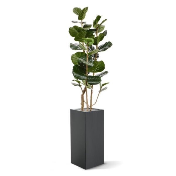 maar zijn twee namen voor dezelfde plant. In tuincentra en winkels komt de naam Polyscias steeds vaker voor. De grove bladeren met lichtgroene en rode nerven zijn iets hartvormig en zijn verwerkt op ruwe