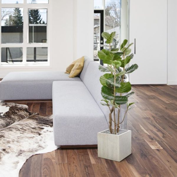 ongeveer 40 cm breed en leent zich heel goed om in een hoge moderne pot te plaatsen