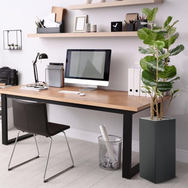 maar doet het ook goed in een lage pot. Standaard wordt de Aralia in een plastic pot van 12 cm hoog en 15 cm breed geleverd.