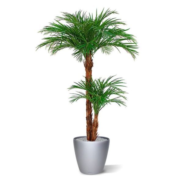 ziet de palm er heel vol en luxe uit. De hoogte is circa 225 cm vanaf de grond gemeten.   De plant wordt standaard geleverd in een plastic pot. Door een hoge pot te gebruiken kan de pot/plant combinatie eenvoudig een totale hoogte van zo´n 275-290 cm halen.