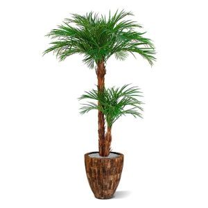 Deze Areca Palm Deluxe met 2 stammen is een lust voor het oog en bijna niet van echt te onderscheiden!   Door heel veel palmtakken te gebruiken op de 2 echte houten stammen