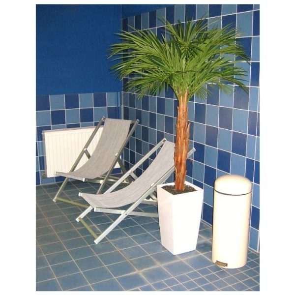 Kunstpalmen geven een gevoel van luxe.   De plant wordt standaard geleverd in een plastic pot. Door een hoge pot te gebruiken kan de pot/plant combinatie gemakkelijk 220 cm bereiken.   Tevens leverbaar in de maten 125 cm en 200 cm. De afgebeelde sierpot is niet bij de prijs inbegrepen.