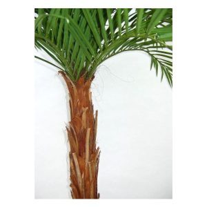 De Areca Palm op stam is de perfecte tropische plant voor in huis of op kantoor!   Deze Areca Palm heeft een echte houten stam en is circa 175 cm hoog. De vele lange palmtakken