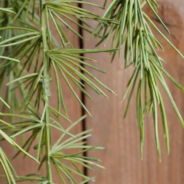 komt oorspronkelijk uit Zuid-Afrika