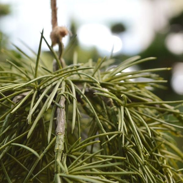 De Asparagus Spengeri