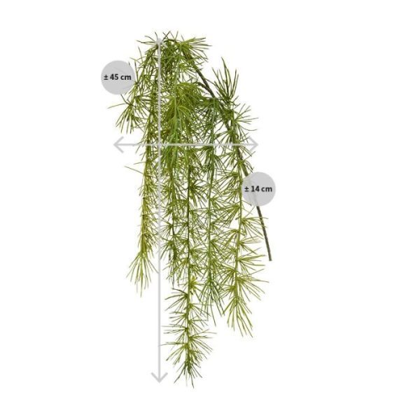 ook wel sierasperge genoemd