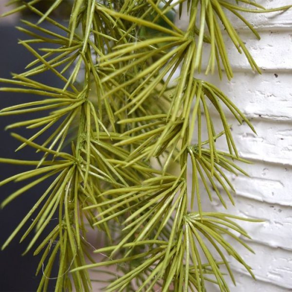 maar wordt al heel lang als huiskamer plant gehouden. Als kunsttak heeft
