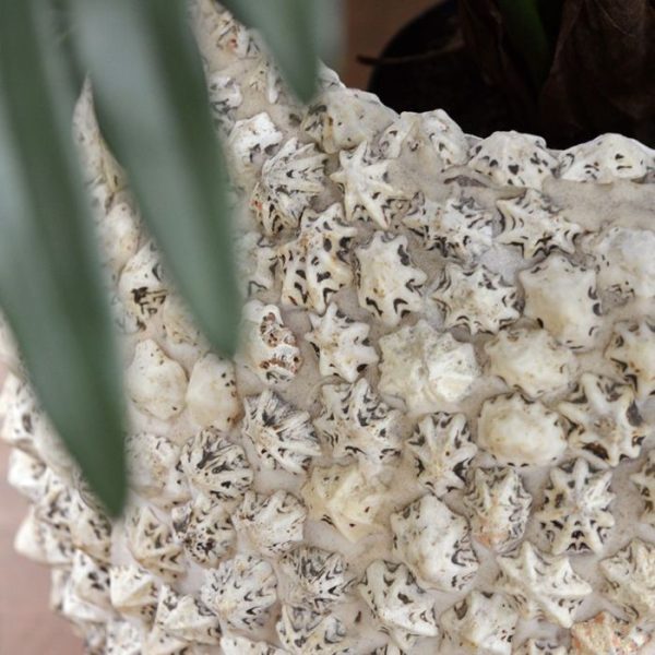 Plantenbakken BEACH planter 30x30 cm white shell 1