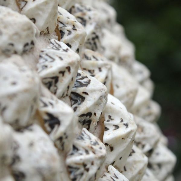 BEACH sierpot 50x40 cm - white shell