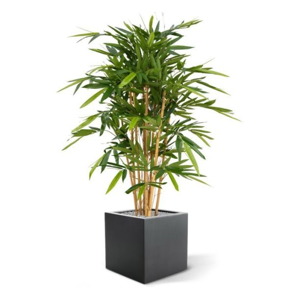 Bamboe Deluxe 120 cm 2