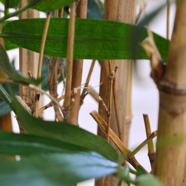 Bamboe Deluxe 120 cm 3