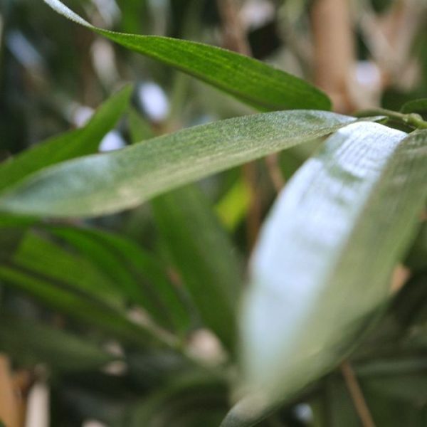 Bamboe Deluxe 120 cm 4