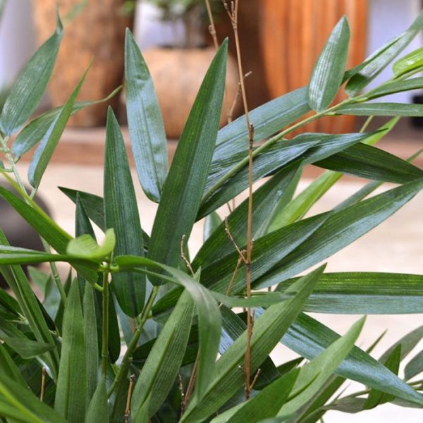 Bamboe Deluxe 120 cm 5