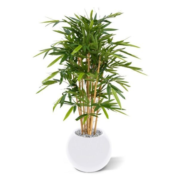 Deze Bamboe Deluxe 120 cm is de bestseller onder de kunstbomen en van een bijzondere topkwaliteit! De Deluxe versie is gebouwd op 8 echte bamboe stokken met daartussen dunne bamboetakjes gestoken. Het kunstzijden bamboe blad behoort tot het meest natuurgetrouwe! De hoogte van de kunstboom is ongeveer 120 cm de breedte bedraagt ongeveer 75 cm. Standaard wordt deze boom in een plastic binnenpot geleverd. De afgebeelde sierpotten zijn tegen meerprijs leverbaar. Bestel er 2 en u profiteert al van de kortingsprijs.