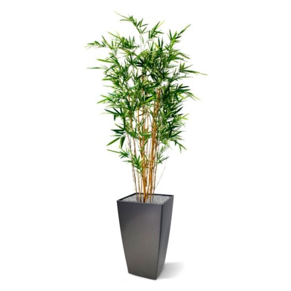 is een prachtige aanvulling op de collectie bamboe kunstplanten. Deze bamboe is gemaakt van echte bamboe stokken en het bonte licht geel/groene bamboeblad behoort tot de mooiste van Nederland!   De hoogte van de Bamboe kunstplant is zo'n 170 cm en de diameter ongeveer 70-75 cm. Standaard wordt de kunst bamboe geleverd in een plastic binnenpot