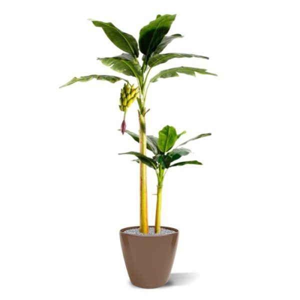Banaan kunstboom 240 cm Deze bananen boom ziet er wel heel erg natuurlijk uit! De boom is opgebouwd uit 2 stammen met zeer natuurgetrouwe bladeren en een mooie tros bananen. De kunstboom wordt geleverd in plastic pot zoals afgebeeld