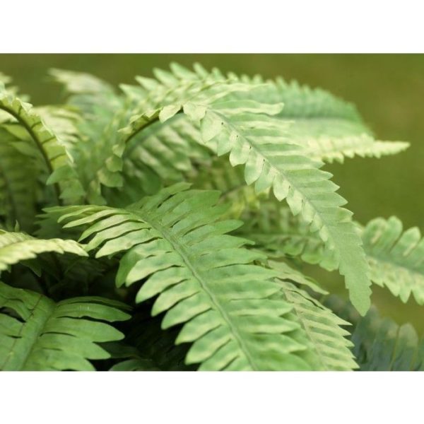 Groene kunstplanten zodat deze eenvoudig in een sierpot naar wens kan worden opgestoken. Bovendien zijn kunstvarens ideaal te gebruiken op kantoor en op plekken waar echte varens niet overleven. Ook worden ze veel gebruikt in groene wanden. Profiteer van de kortingsprijs vanaf 6 stuks!