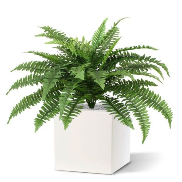 Boston Varen Deluxe 65 cm in pot 2