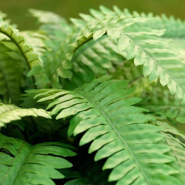 Boston Varen Deluxe 65 cm in pot 3