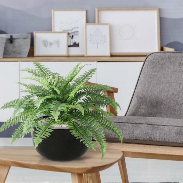 Boston Varen Deluxe 65 cm in pot 5