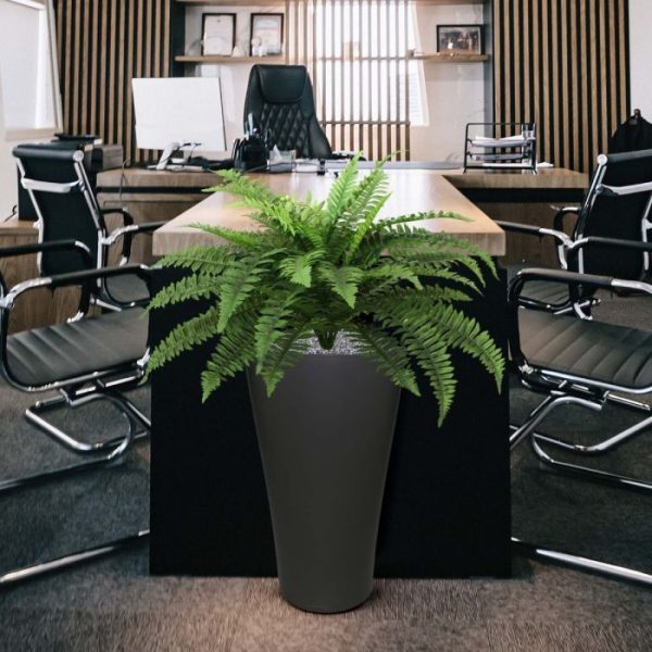 Boston Varen Deluxe 65 cm in pot 6