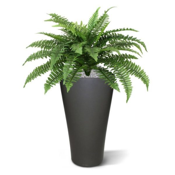 Een van de meest bekende soorten groene kunstplanten is zonder meer de Boston Varen. Kunstvarens ideaal te gebruiken op kantoor en op plekken waar echte varens niet overleven. Deze luxe kunstplant heeft een diameter van ongeveer 65 cm op het breedste punt en is 50 tot 55 cm hoog. De Boston Varen wordt aangeleverd in een plastic binnenpotje