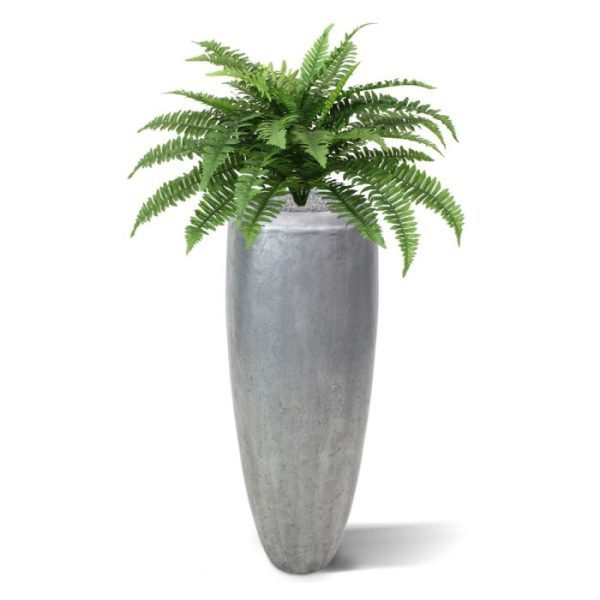 Boston Varen Deluxe 65 cm in pot 9