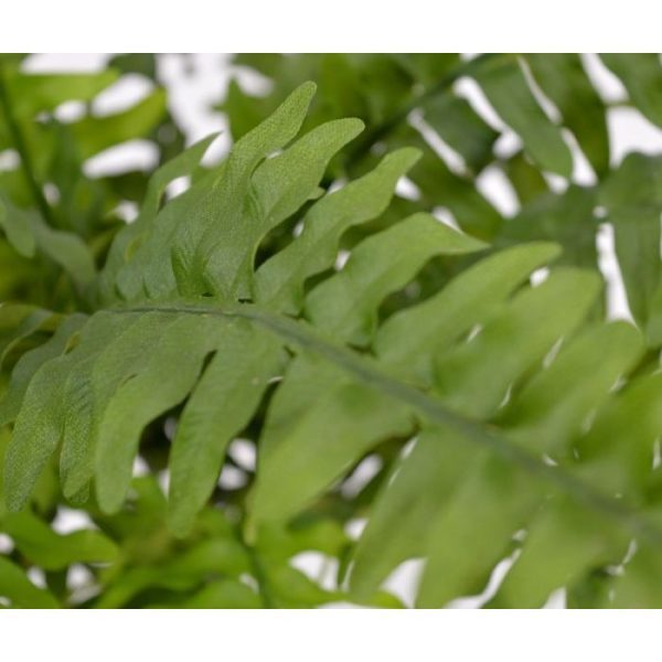 ongeveer 40 cm. De breedte is wel 60 cm! Standaard wordt de plant geleverd als losse steker