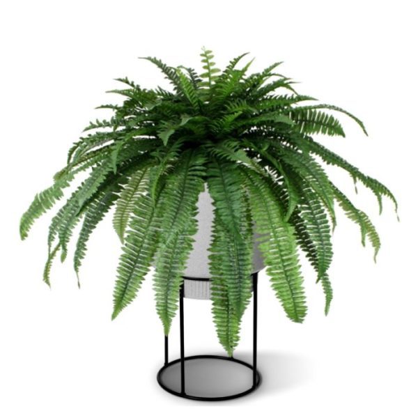 Deze gigantische kunst Boston Varen heeft een diameter van maar liefst 100cm! De zijden Varen is perfect te gebruiken voor decoratie van verschillende ruimtes thuis