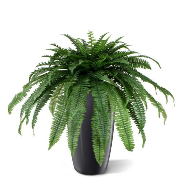 Boston varen Giant D95 boeket 8