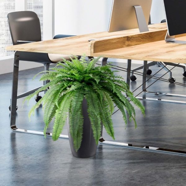 Boston varen Giant D95 boeket 9