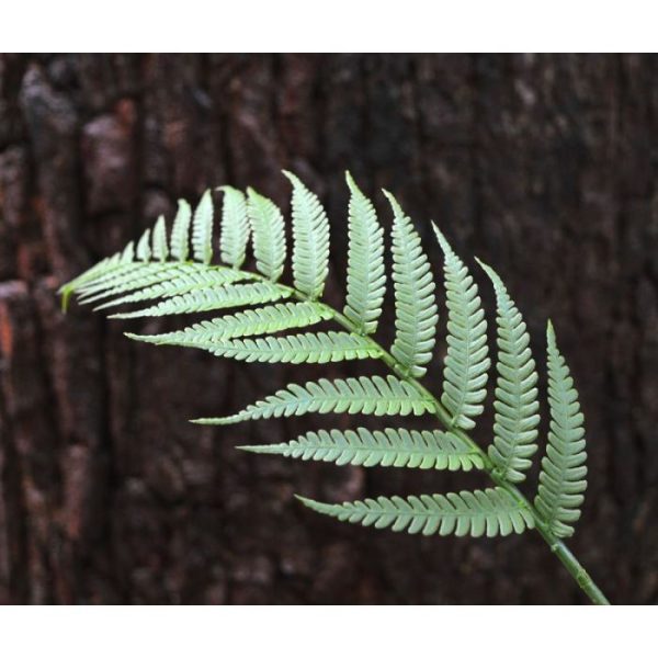 Deze kunst Bosvaren tak 60 cm dient als basis product voor vele mogelijkheden. Standaard wordt deze kunsttak los geleverd