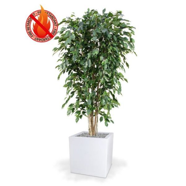 Kunstbomen van het bladtype Exotica. Door zijn speciale 3D constructie is hij haast niet van echt te onderscheiden! De bladkleur is groen en de totale hoogte is circa 180 cm. De plant is zeer geschikt voor luxe kantoren of decoratie van luxe woonruimtes. Doordat de plant op 7 echte houten stammen is opgebouwd en over zeer veel blad beschikt behoort de boom absoluut tot het topsegment! Standaard wordt de plant geleverd in een plastic pot. Deze kunstplant is brandvertragend behandeld en zal in open vuur niet snel ontbranden. Derhalve voldoen ze aan de gestelde normen.