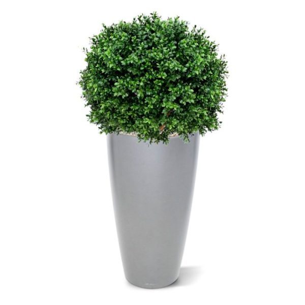 Buxus Bal Deluxe kunstplant 60 cm UV De kunst Buxus Bol Deluxe is gemaakt van een hoogwaardig pvc. Daardoor is deze UV kunstboom ideaal om buiten mooie decoraties mee te maken.   De vernieuwde versie is met name door zijn kleur en nieuwe blaadjes bijna niet meer van de echte Buxus te onderscheiden! De Buxus boom is totaal 80 cm hoog. De diameter is 60 cm.   Standaard wordt de bol geleverd in een plastic pot.   Omdat de UV-protector enkel in de grondstof van de kunststof delen is verwerkt
