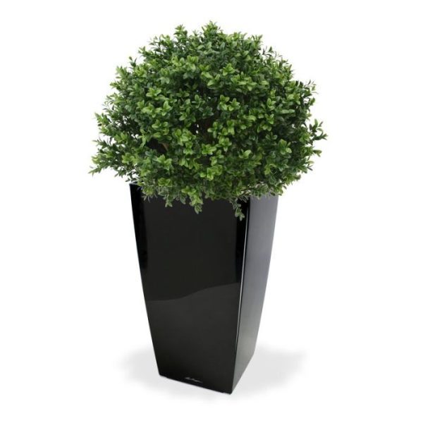 Buxus Bol Deluxe 40 cm 1