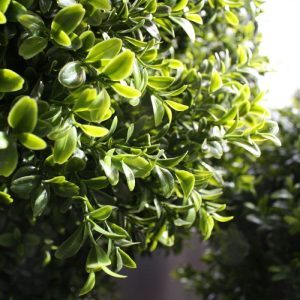 De Buxus Bol Deluxe 40 cm is gemaakt van een hoogwaardig pvc. Daardoor is deze kunstboom ideaal om binnen én buiten mooie decoraties mee te maken.   De vernieuwde versie is met name door zijn kleur en nieuwe blaadjes bijna niet meer van de echte Buxus te onderscheiden! De Buxusbol is totaal 55 cm hoog.   De diameter is 40 cm. Standaard wordt de bol geleverd in een plastic pot. De afgebeelde sierpot is tegen meerprijs leverbaar.   Let op! De stam is van echt hout en dus vatbaar voor weersinvloeden en zwammen. Voor een langere levensduur raden wij aan om de stam te behandelen met een primer of beits.