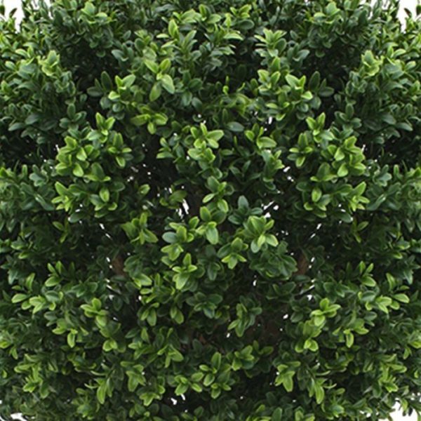 Buxus-Bol-Deluxe-70-cm-4 Buxus Bol Deluxe 70 cm 4