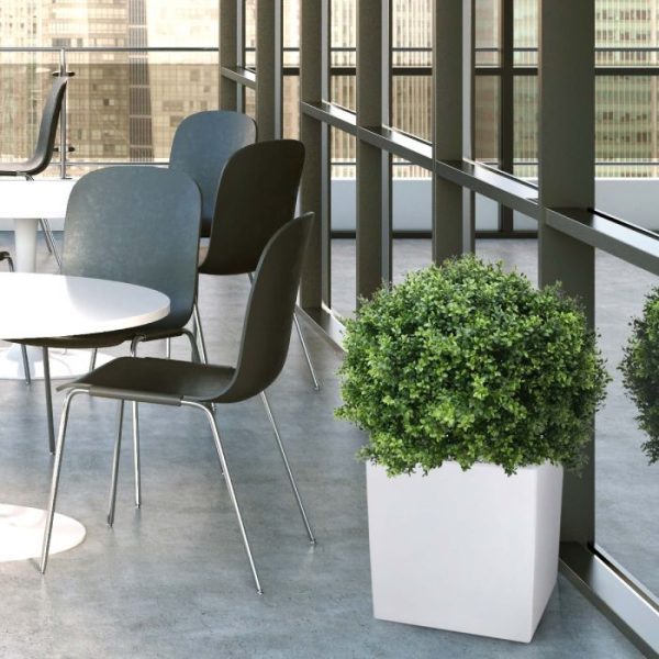 Buxus Bol Deluxe 80 cm UV 6