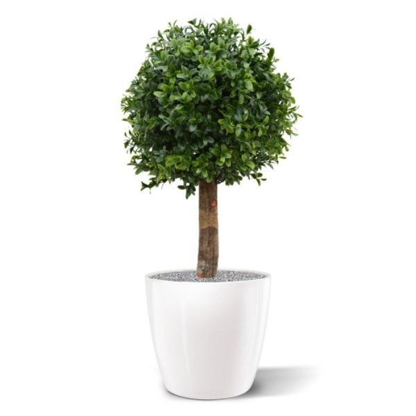 Groene kunstplanten al staan ze ook zeer decoratief per 2 in een sierbak.  De vernieuwde versie is met name door zijn kleur en nieuwe blaadjes bijna niet meer van de echte Buxus te onderscheiden! De kunst Buxus bol is totaal zo'n 45 cm hoog