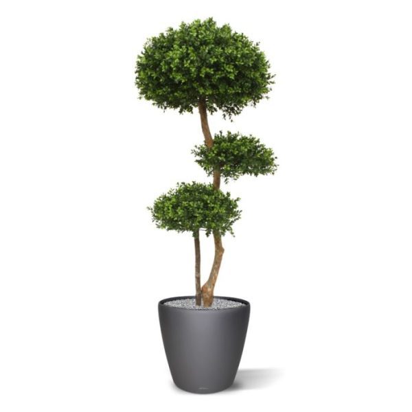 Buxus-Bol-Deluxe-x3-140-cm-UV-4 de diameter van de bovenste bol is ongeveer 55 cm