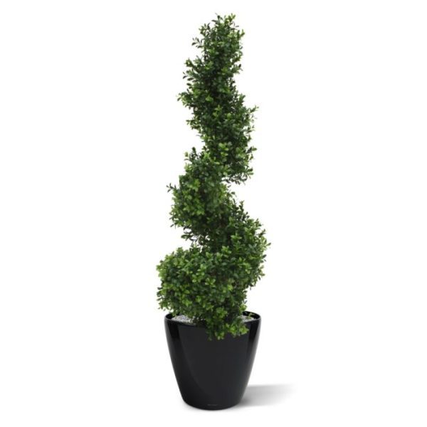Buxus Spiraalboom Deluxe 100 cm 3