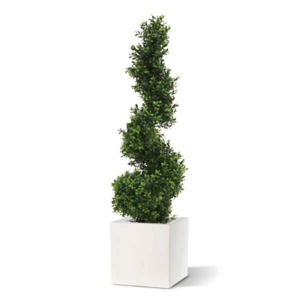 Buxus Spiraalboom Deluxe 100 cm 4