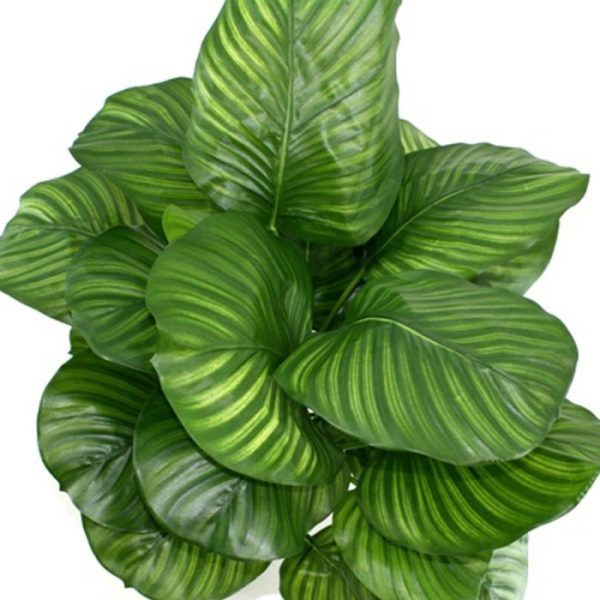 Calathea-Fasciata-80-cm-kunstplant-6 Calathea Fasciata 80 cm kunstplant 6