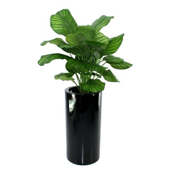 Calathea Fasciata 80 cm kunstplant Als u op zoek bent naar een goed gevulde kunstplant voor op het dressoir