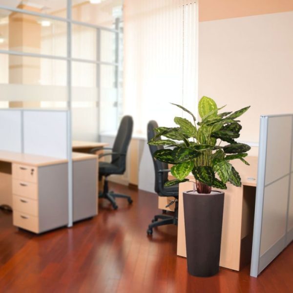 Calathea-Rosea-Picta-80-cm-kunstplant-8 Calathea Rosea Picta 80 cm kunstplant 8