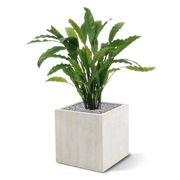 Calathea-groen-60cm-4 past de plant perfect in een modern interieur. De afgebeelde sierpotten zijn extra te bestellen.Tevens leverbaar in 85cm.