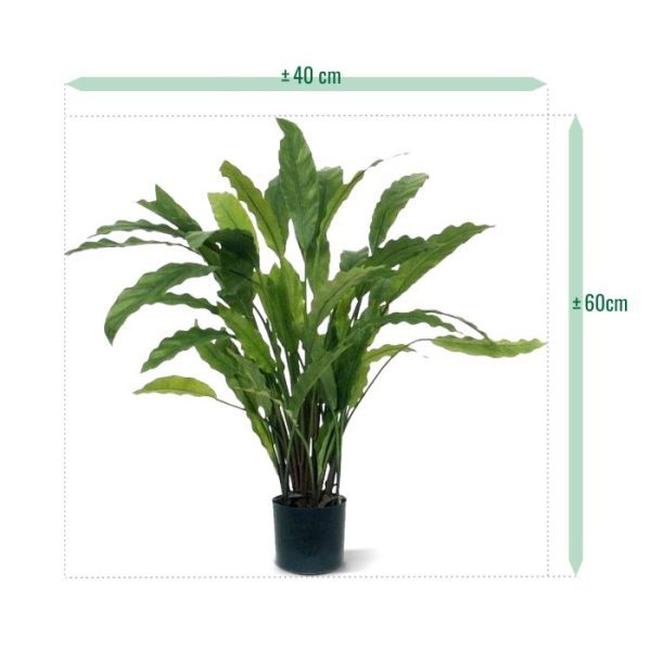 Calathea-groen-60cm-5 Calathea groen 60cm 5