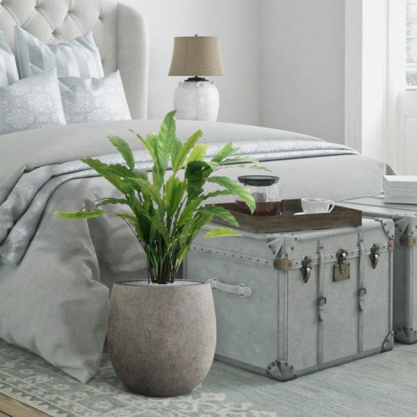 Calathea-groen-60cm-6 Calathea groen 60cm 6