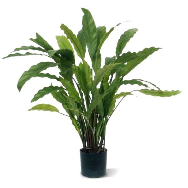 Calathea groen 60cm Als u op zoek bent naar een mooie kunstplant voor op kantoor of in de vensterbank dan is deze Calathea absoluut een aanrader. Door zijn opbouw